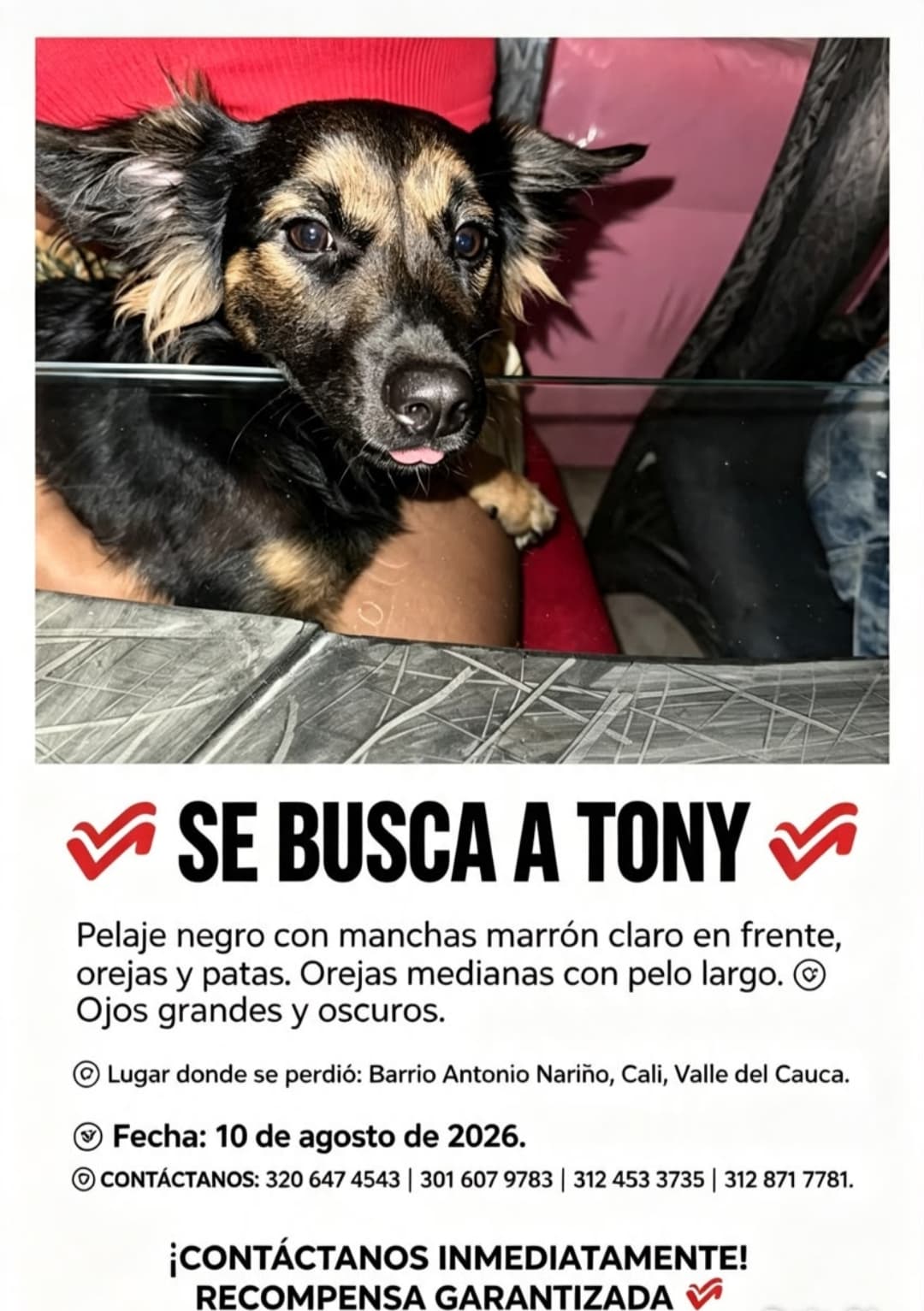 perro perdido en Cali