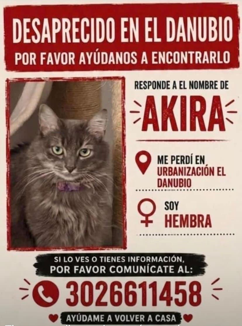 gato perdido en Cali