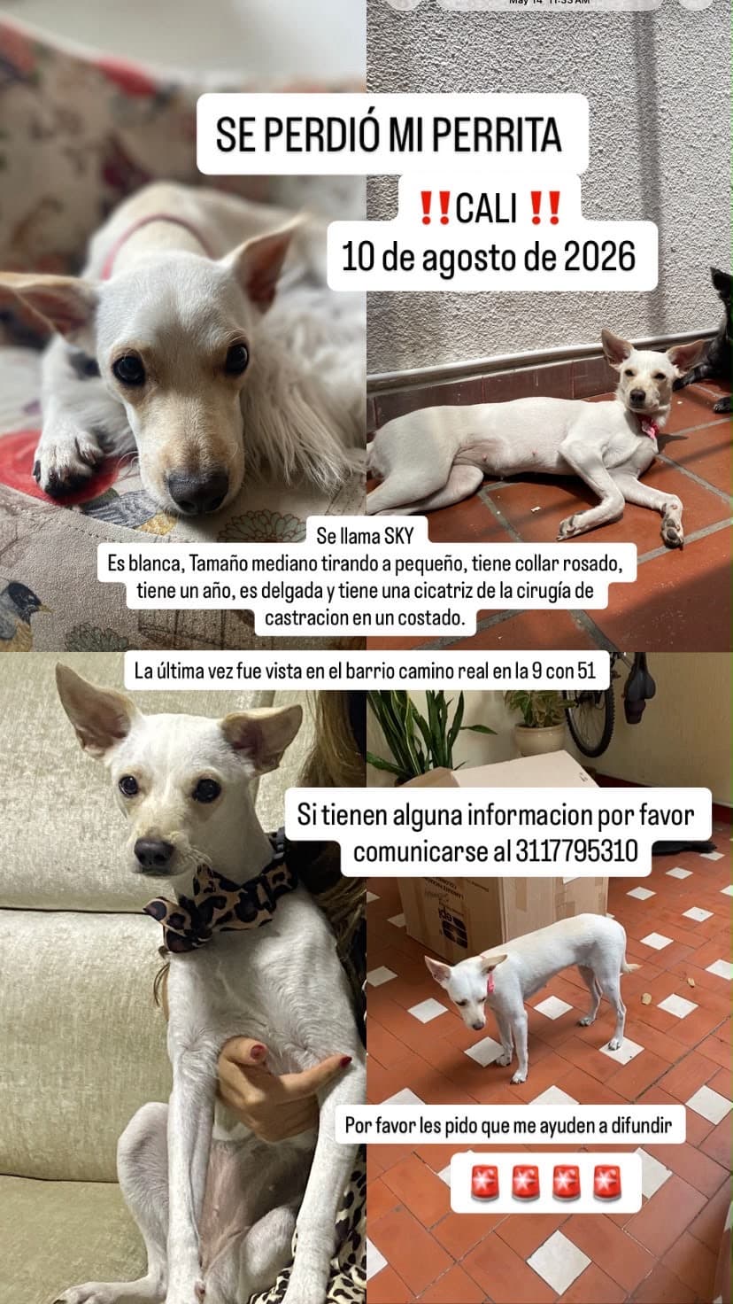 perro perdido en Cali
