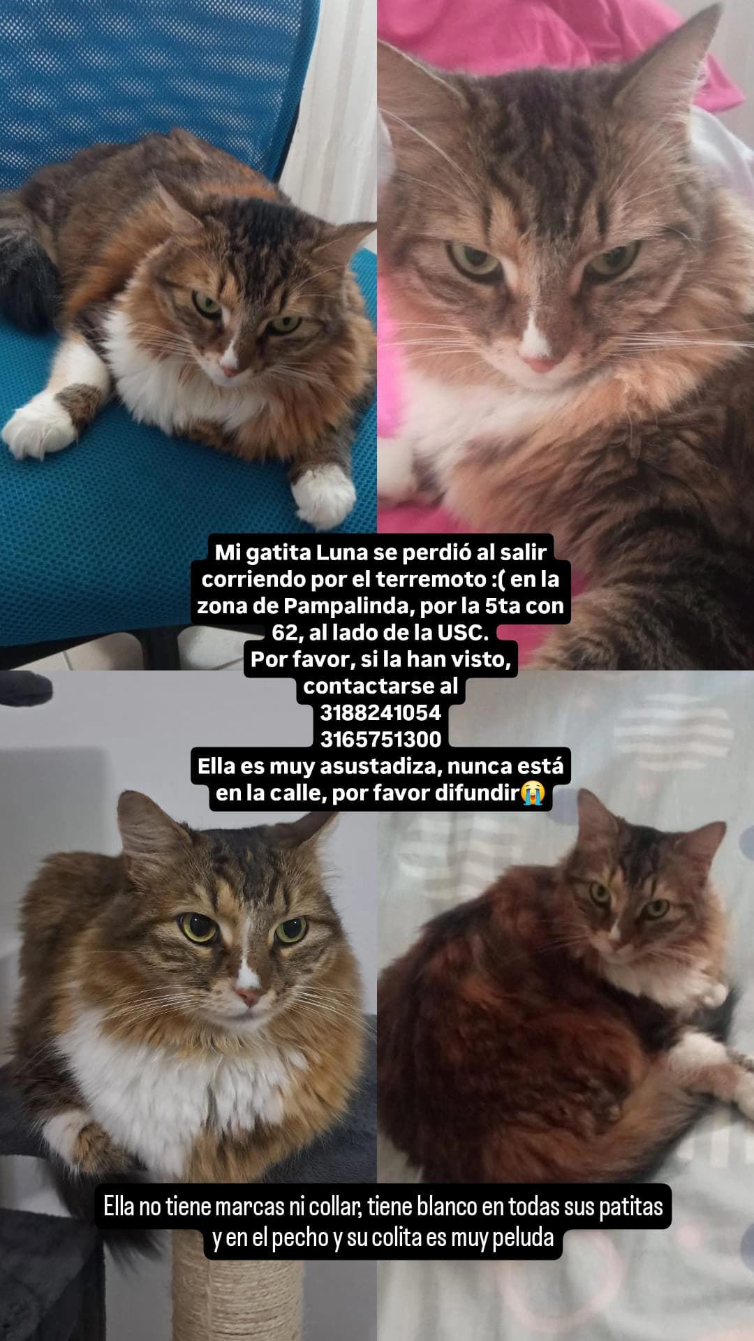 gato perdido en Cali