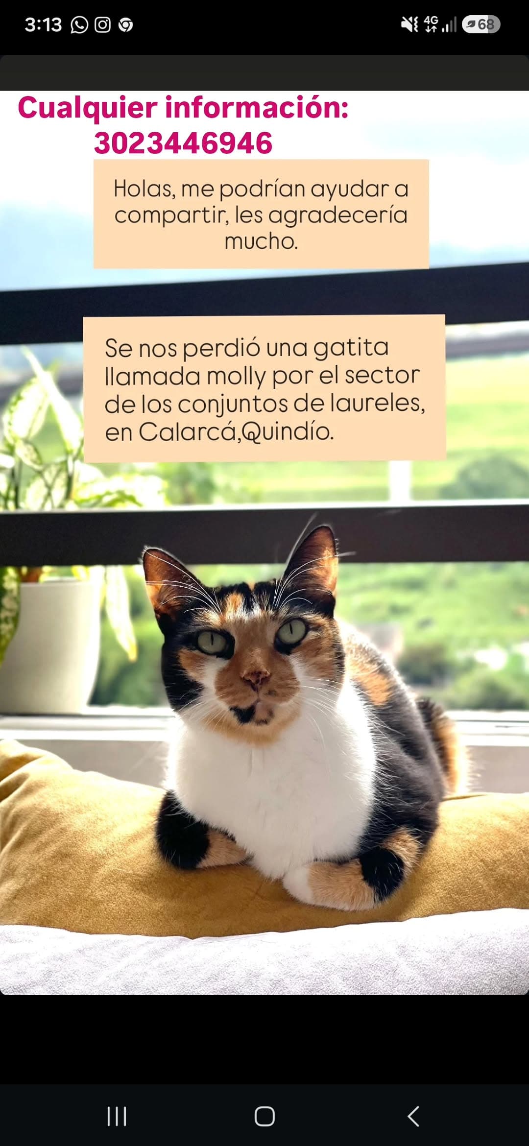 gato perdido en Armenia