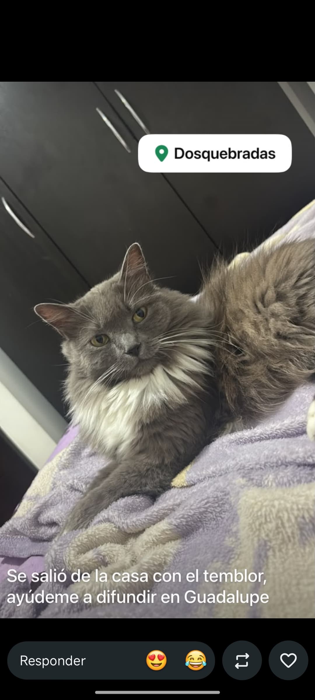gato perdido en Pereira