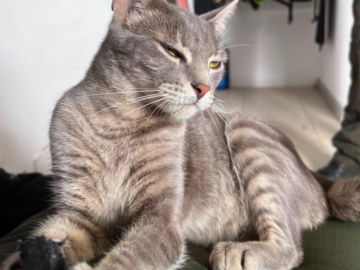 gato perdido en Manizales