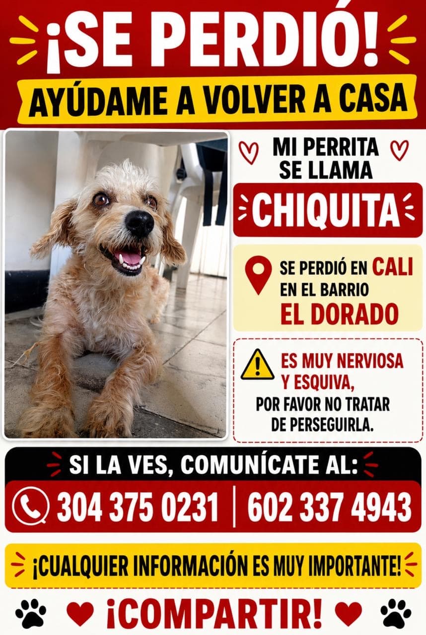 perro perdido en Cali