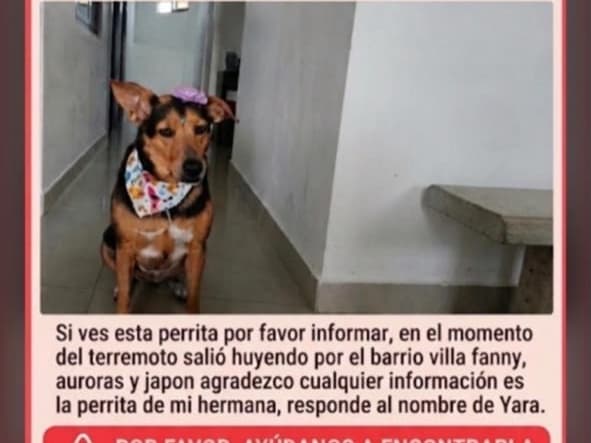 perro rescatado en Pereira