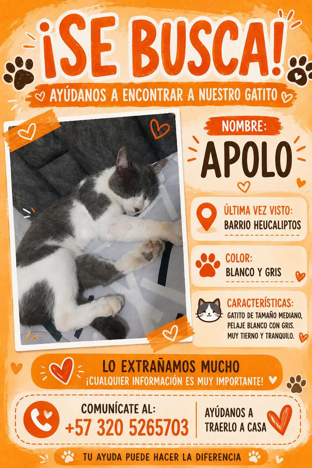 gato perdido en Manizales