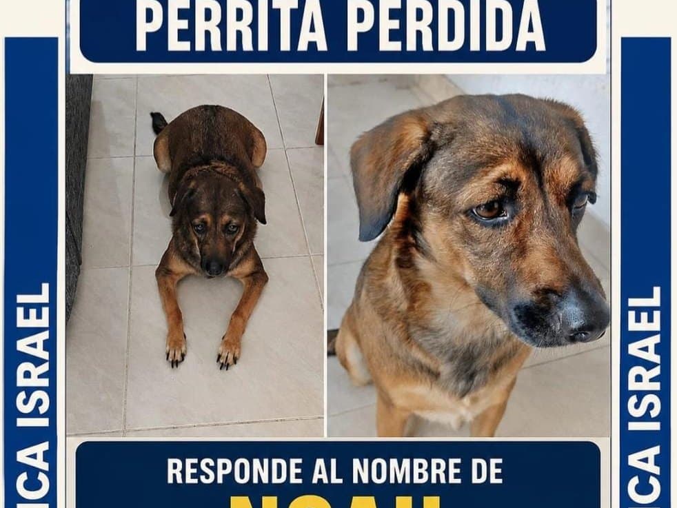 perro perdido en Cali