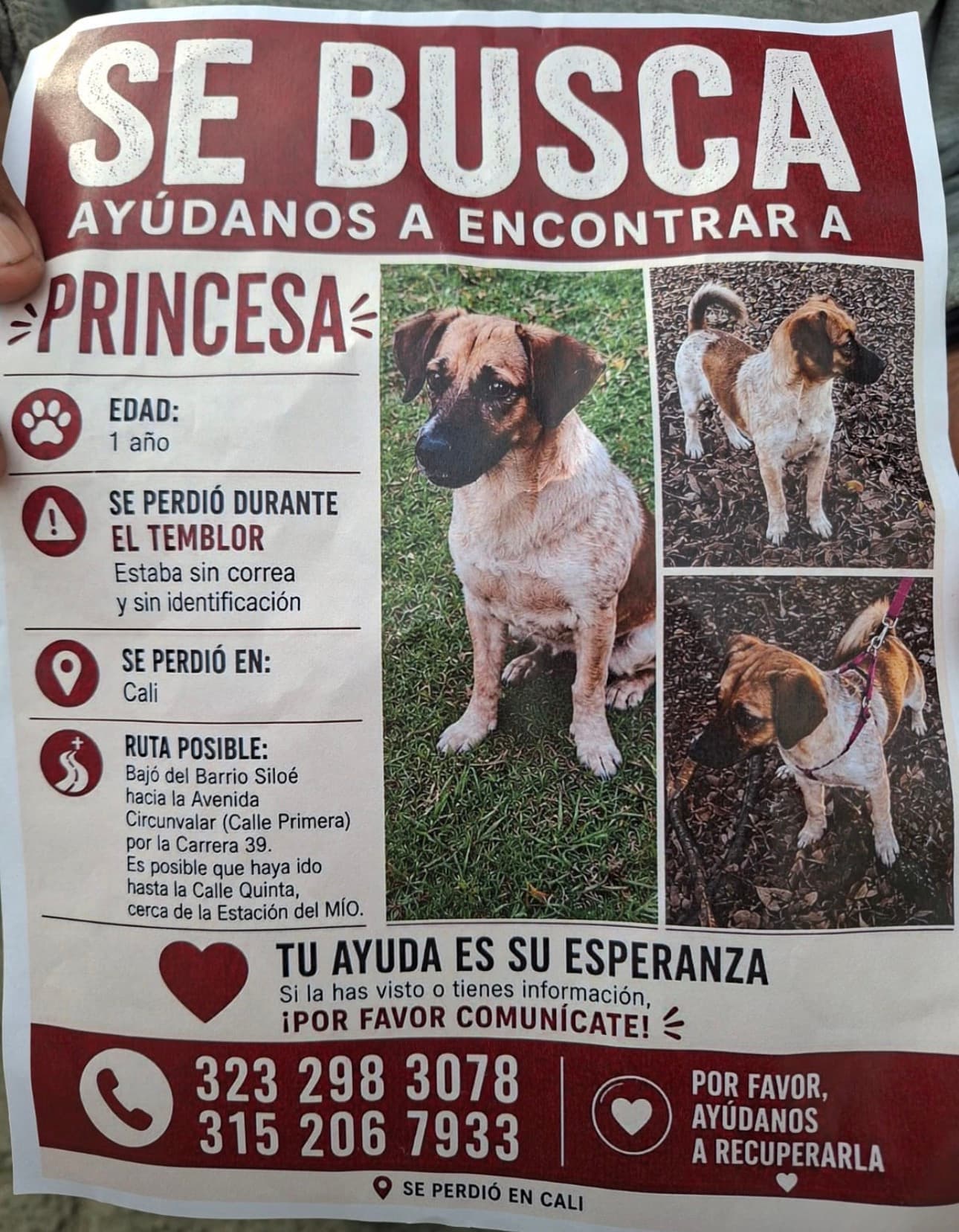 perro perdido en Cali