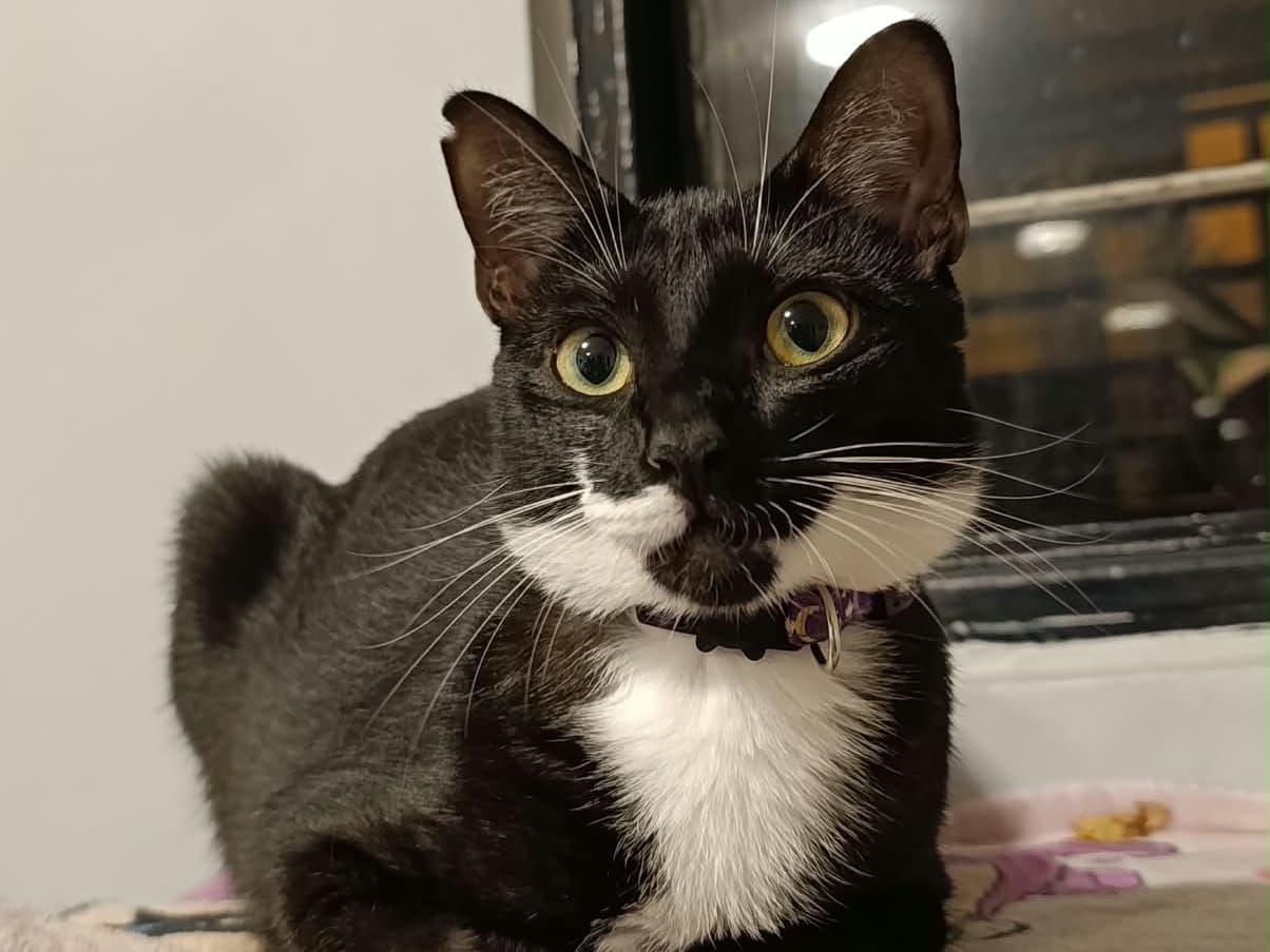 gato perdido en Cali