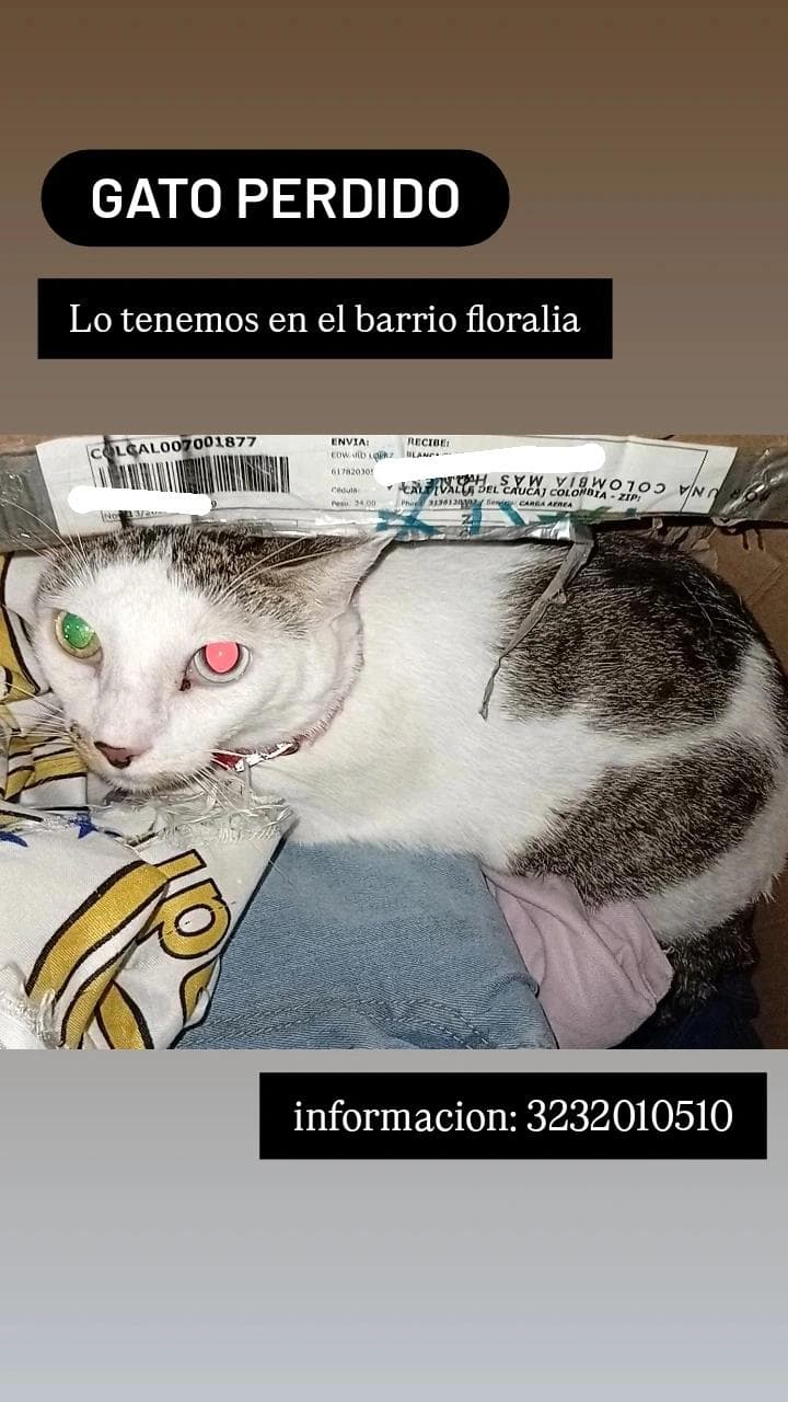 gato encontrado en Cali