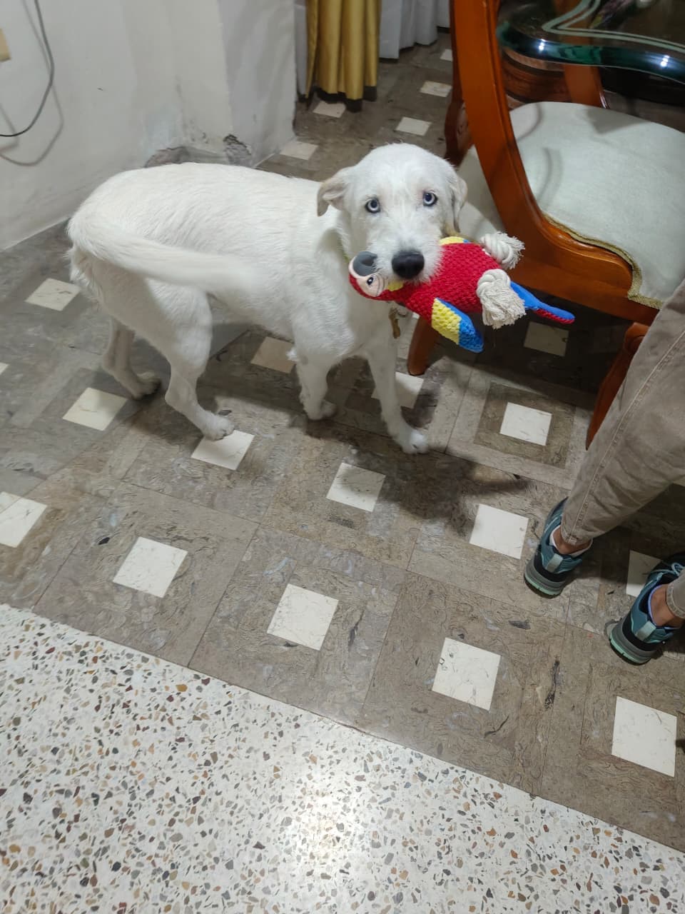 perro perdido en Armenia