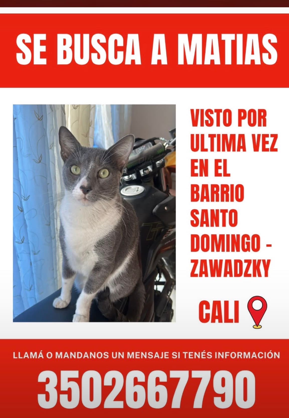 gato perdido en Cali