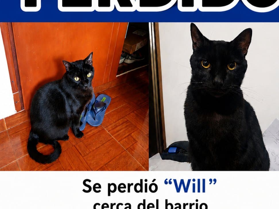gato perdido en Pereira