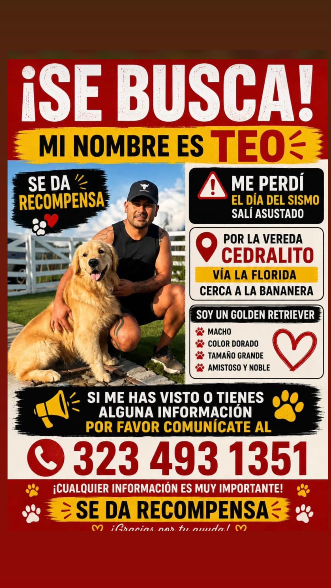 perro perdido en Pereira