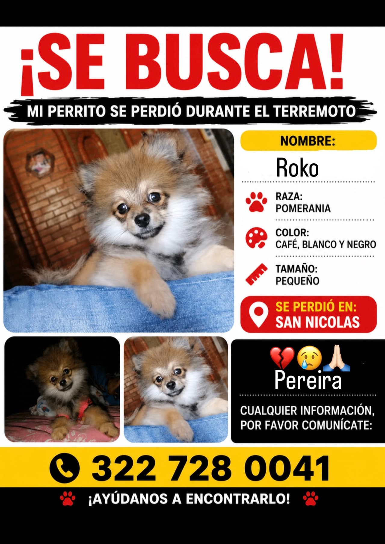 perro perdido en Pereira