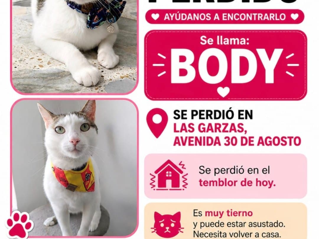gato perdido en Pereira