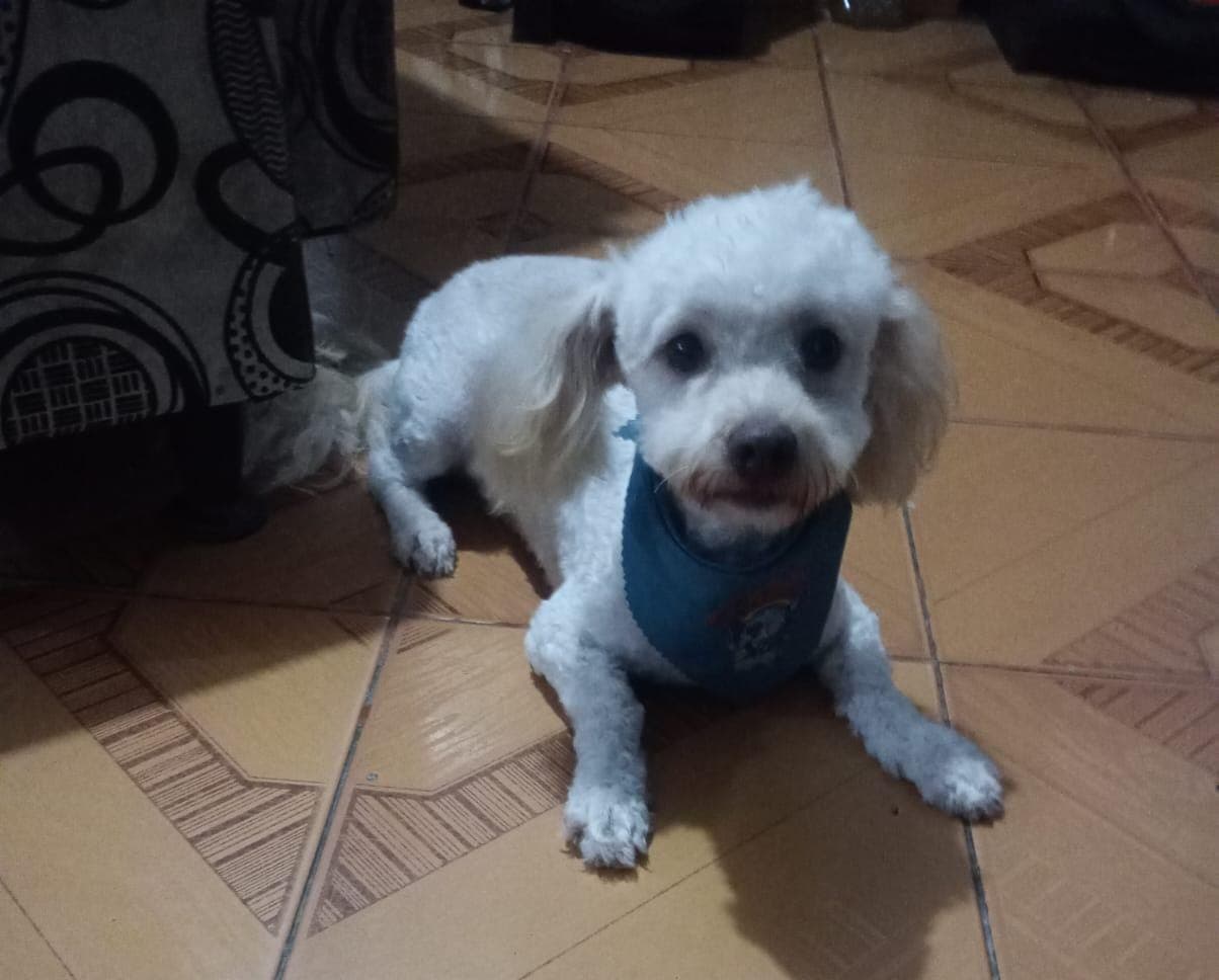 perro perdido en Pereira