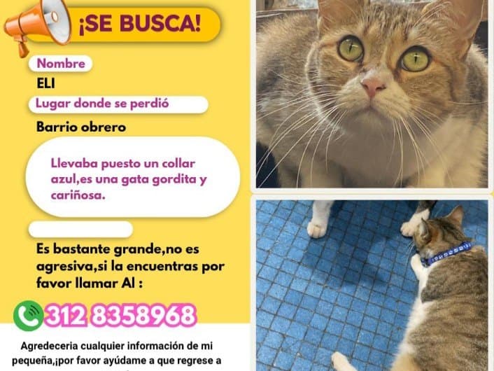 gato perdido en Cali