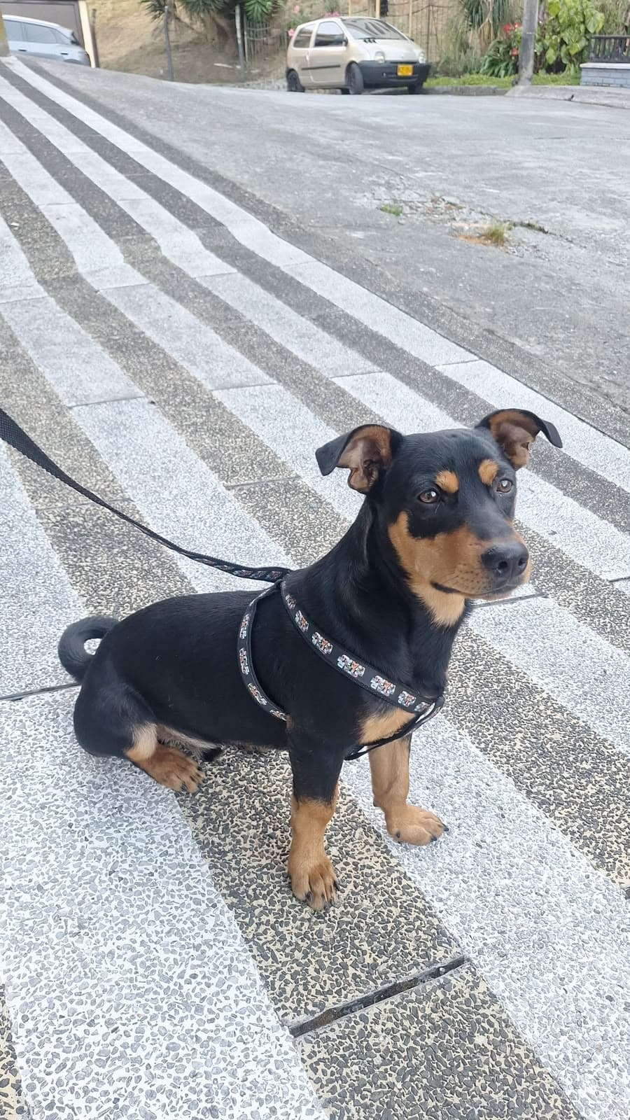 perro encontrado en Manizales