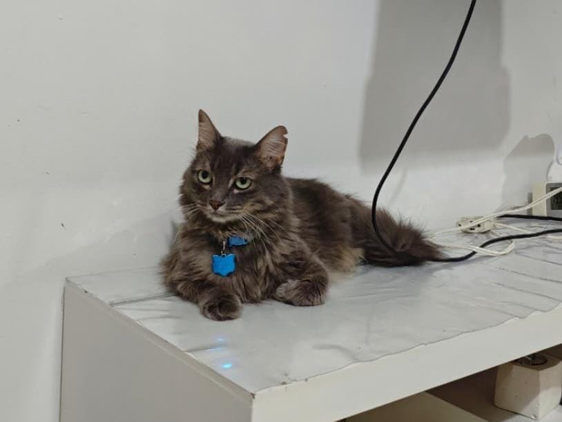 gato perdido en Cali