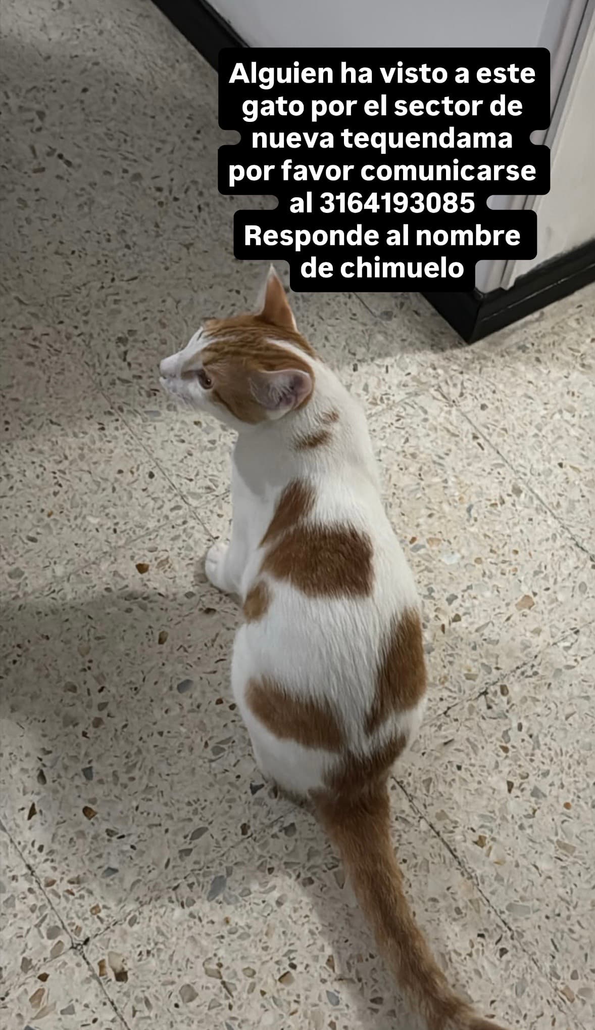 gato perdido en Cali