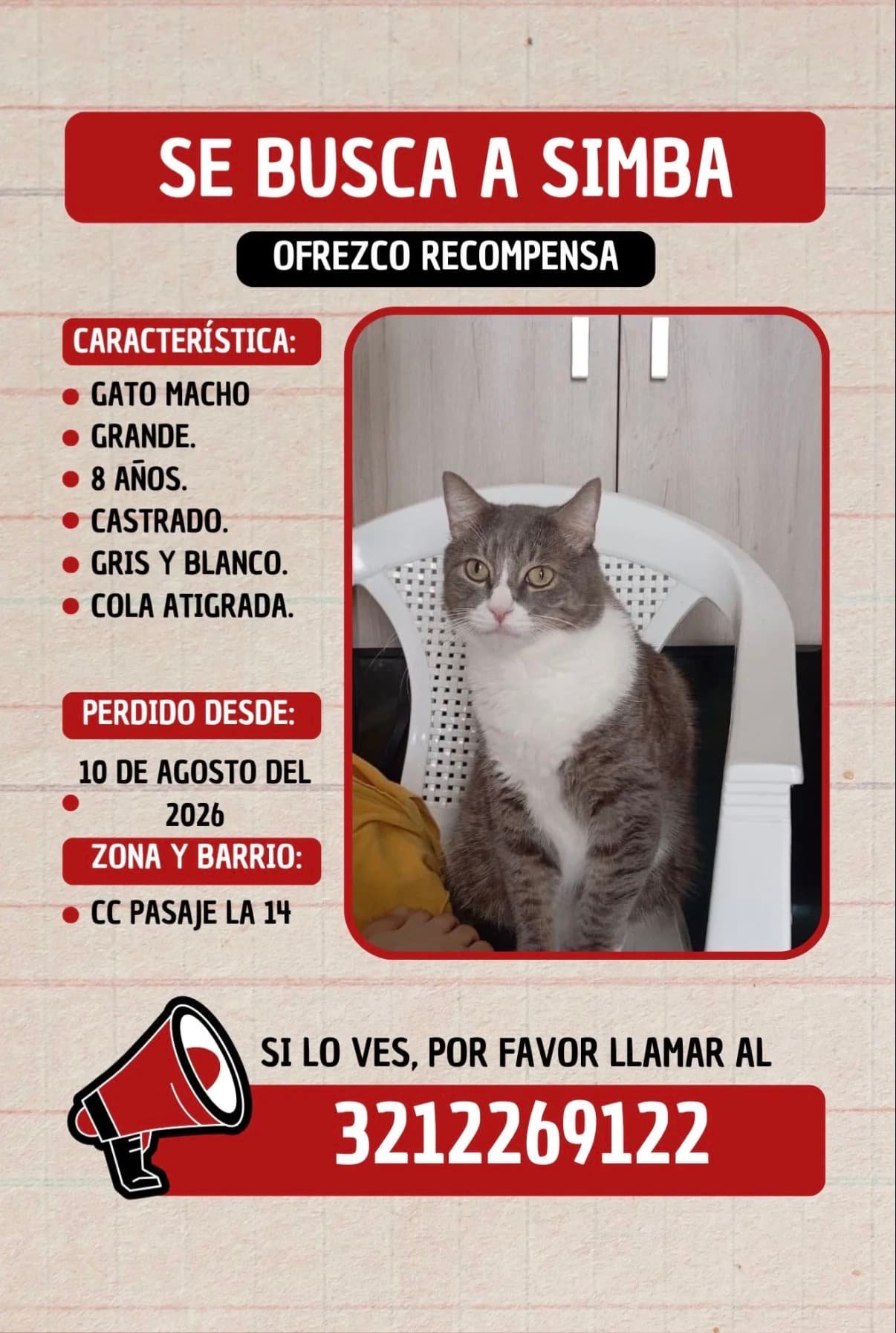 gato perdido en Ibagué