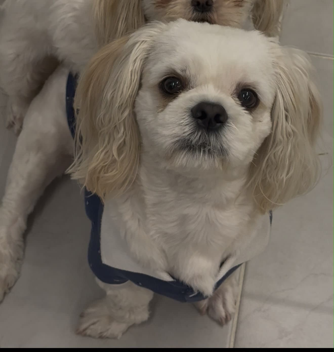 perro perdido en Pereira