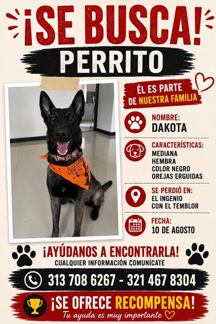 perro perdido en Cali