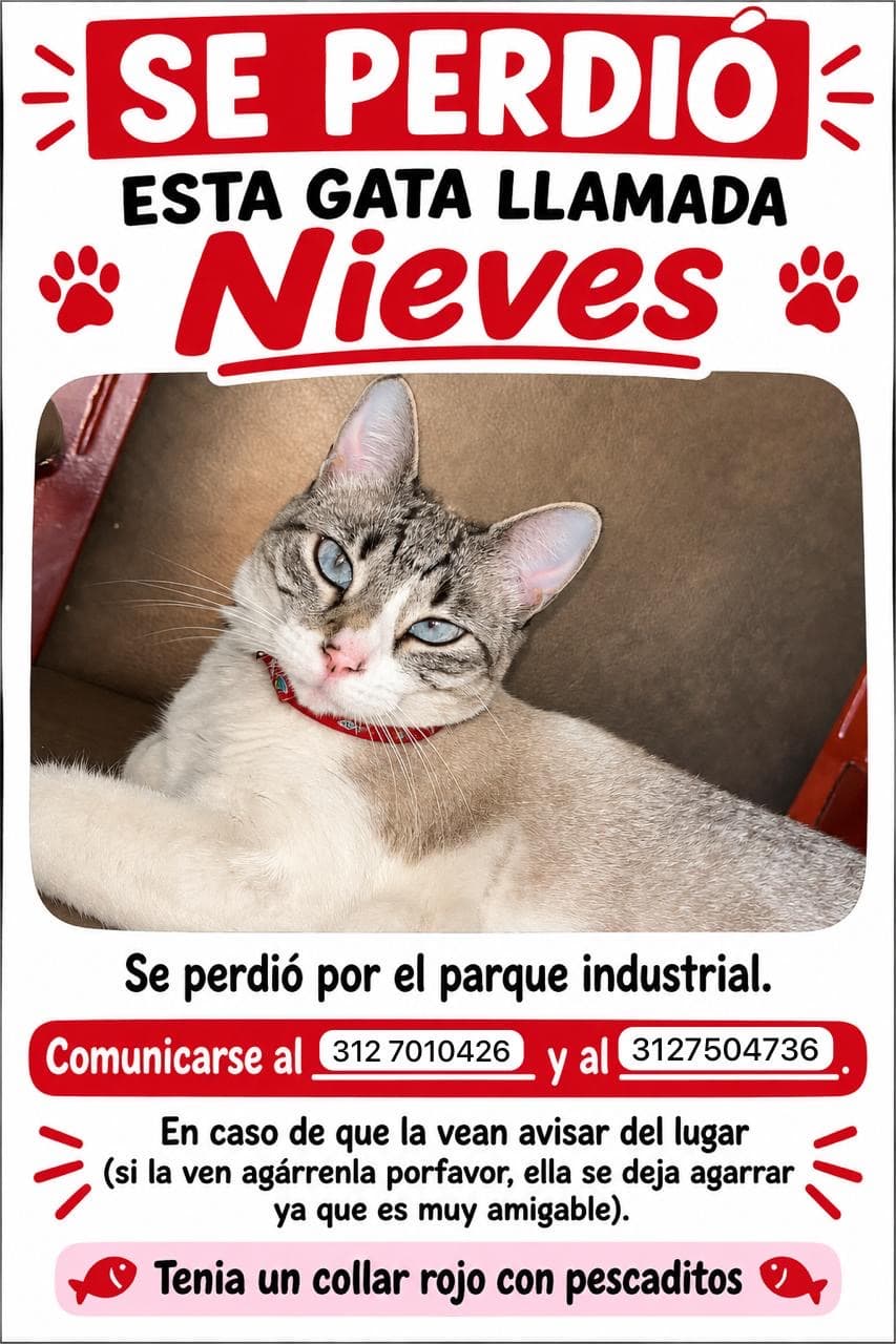 gato perdido en Pereira