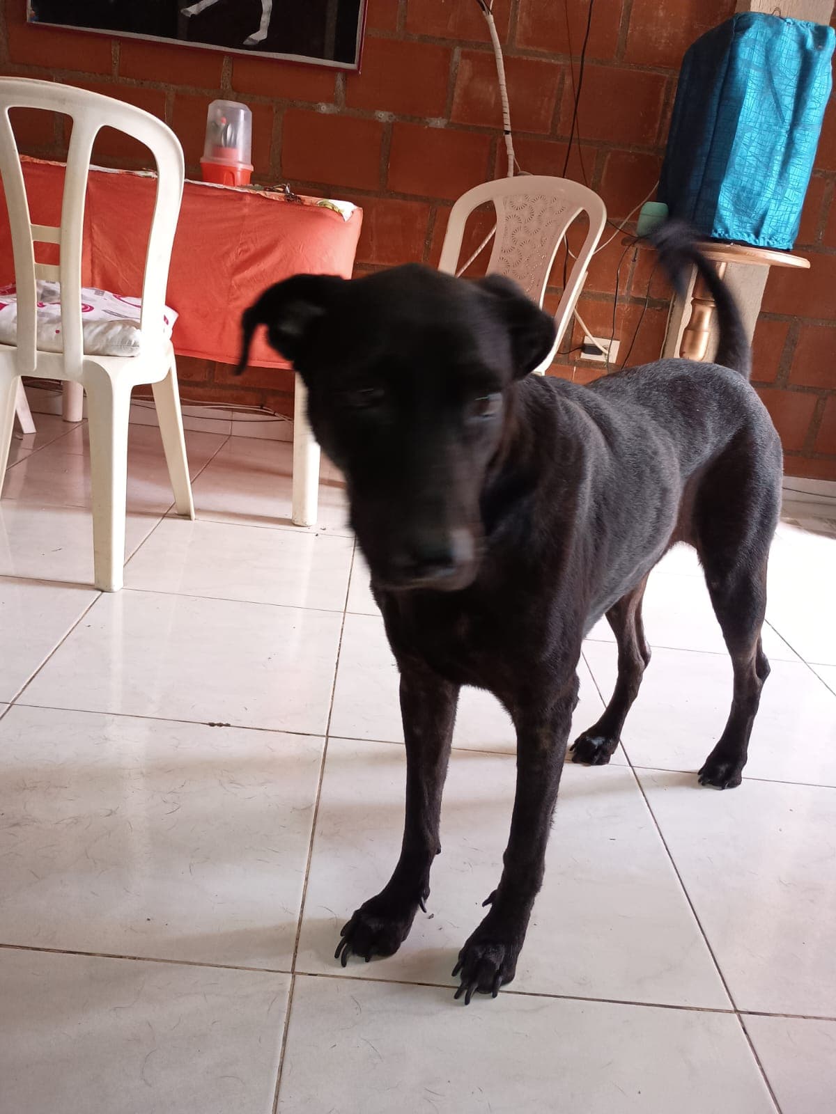 perro perdido en Cali