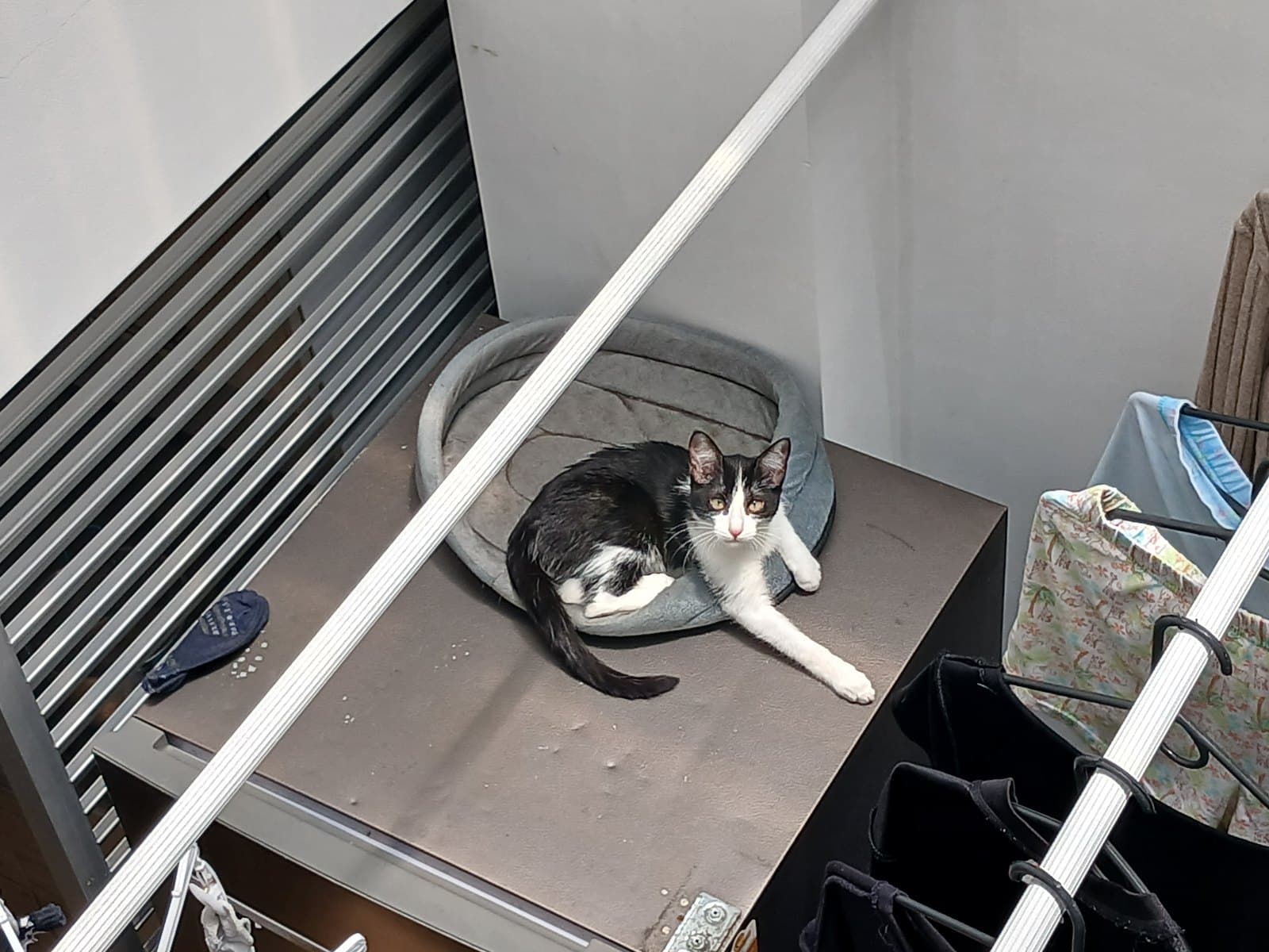 gato perdido en Manizales