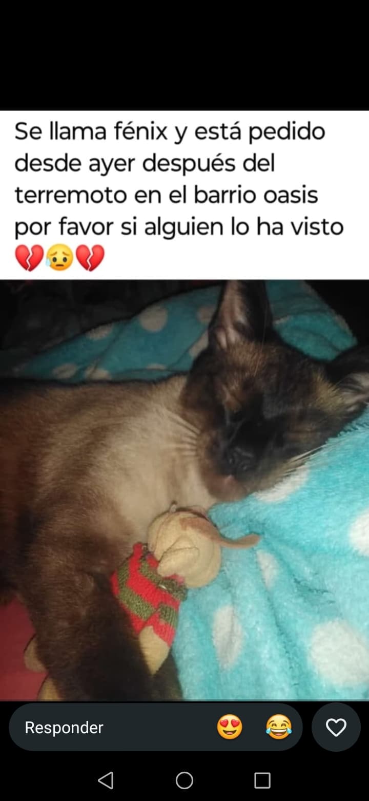 gato perdido en Pereira
