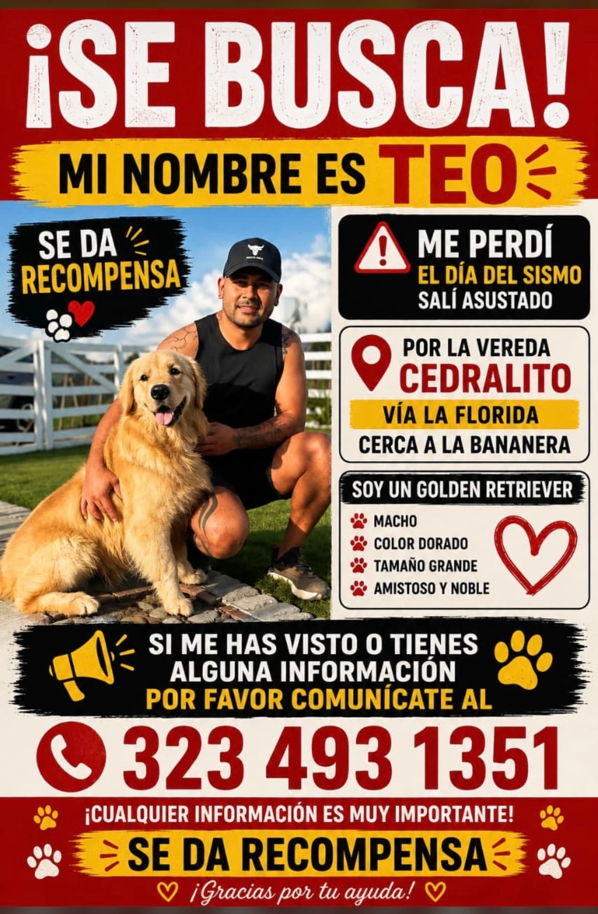 perro perdido en Pereira