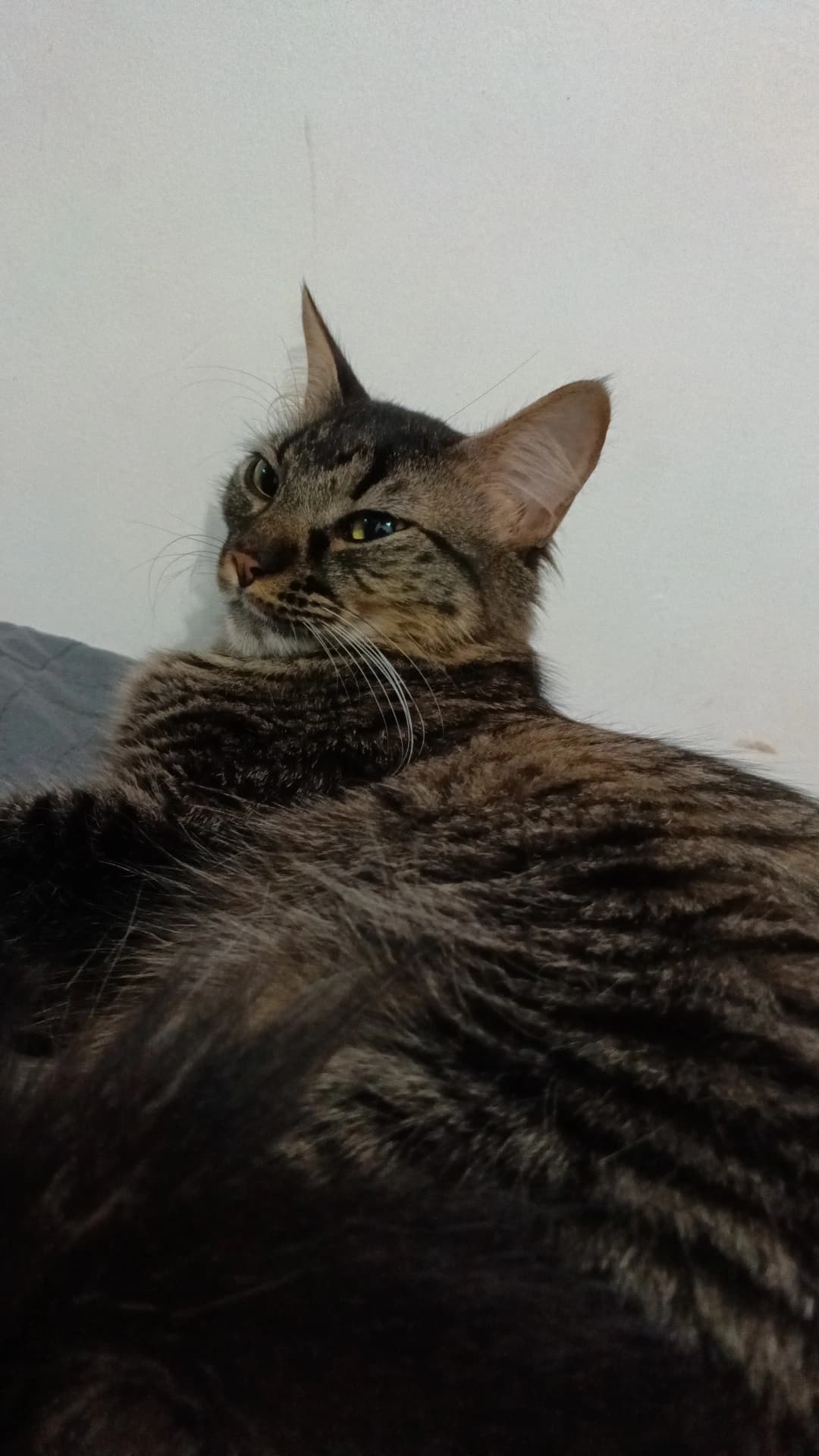 gato perdido en Pereira