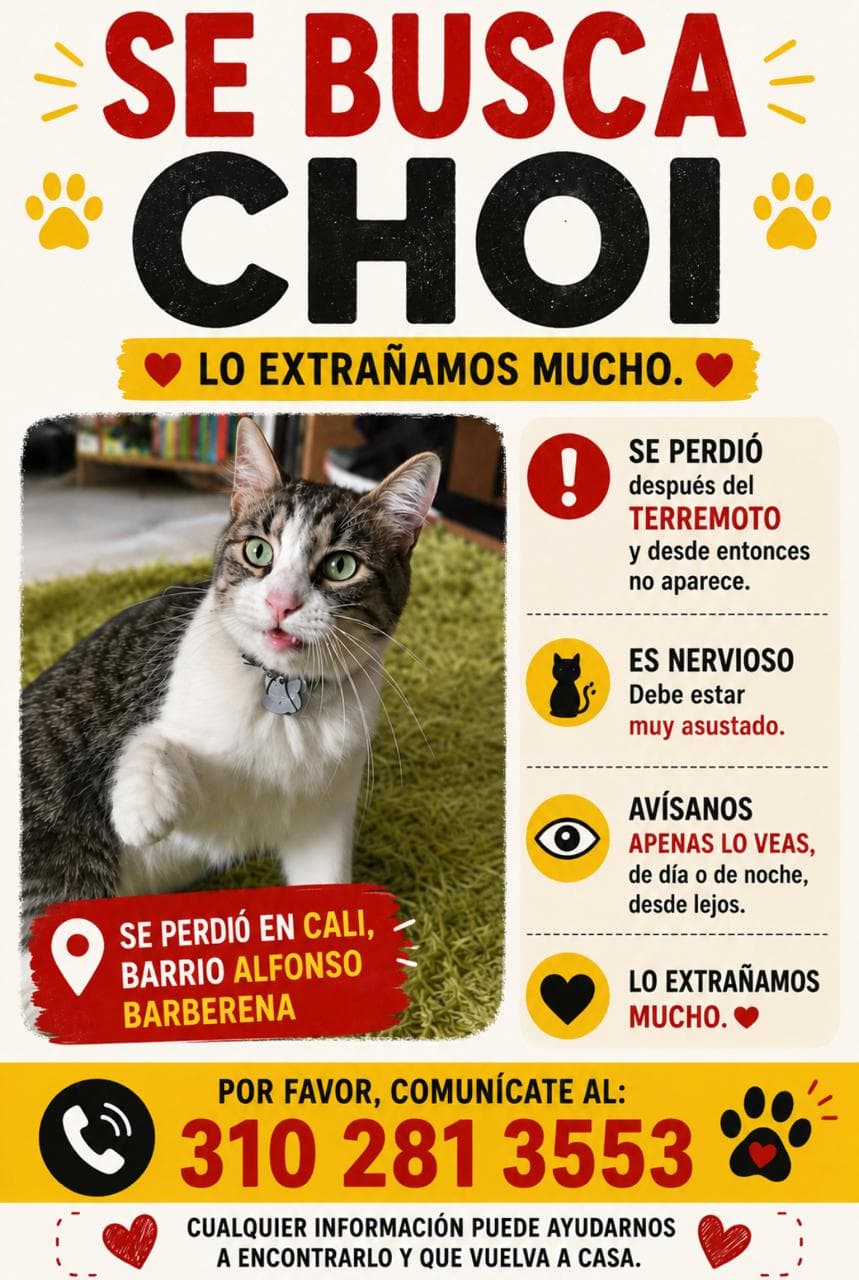 gato perdido en Cali