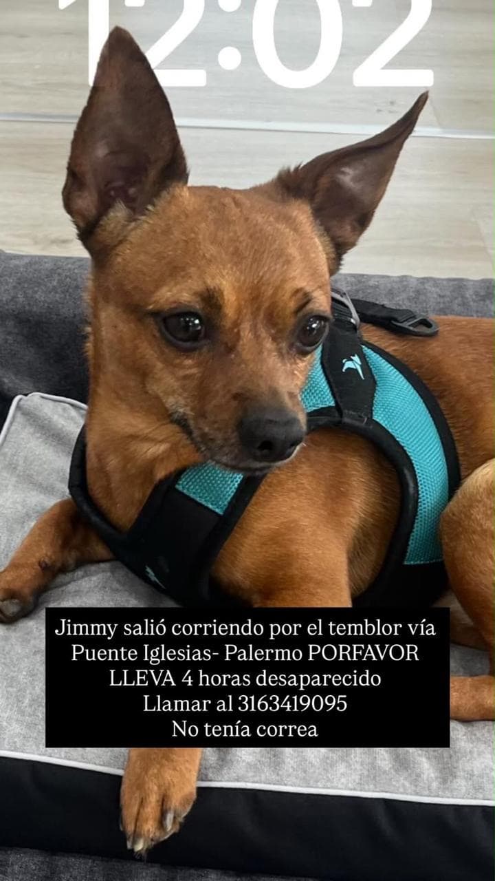 perro perdido en Medellín