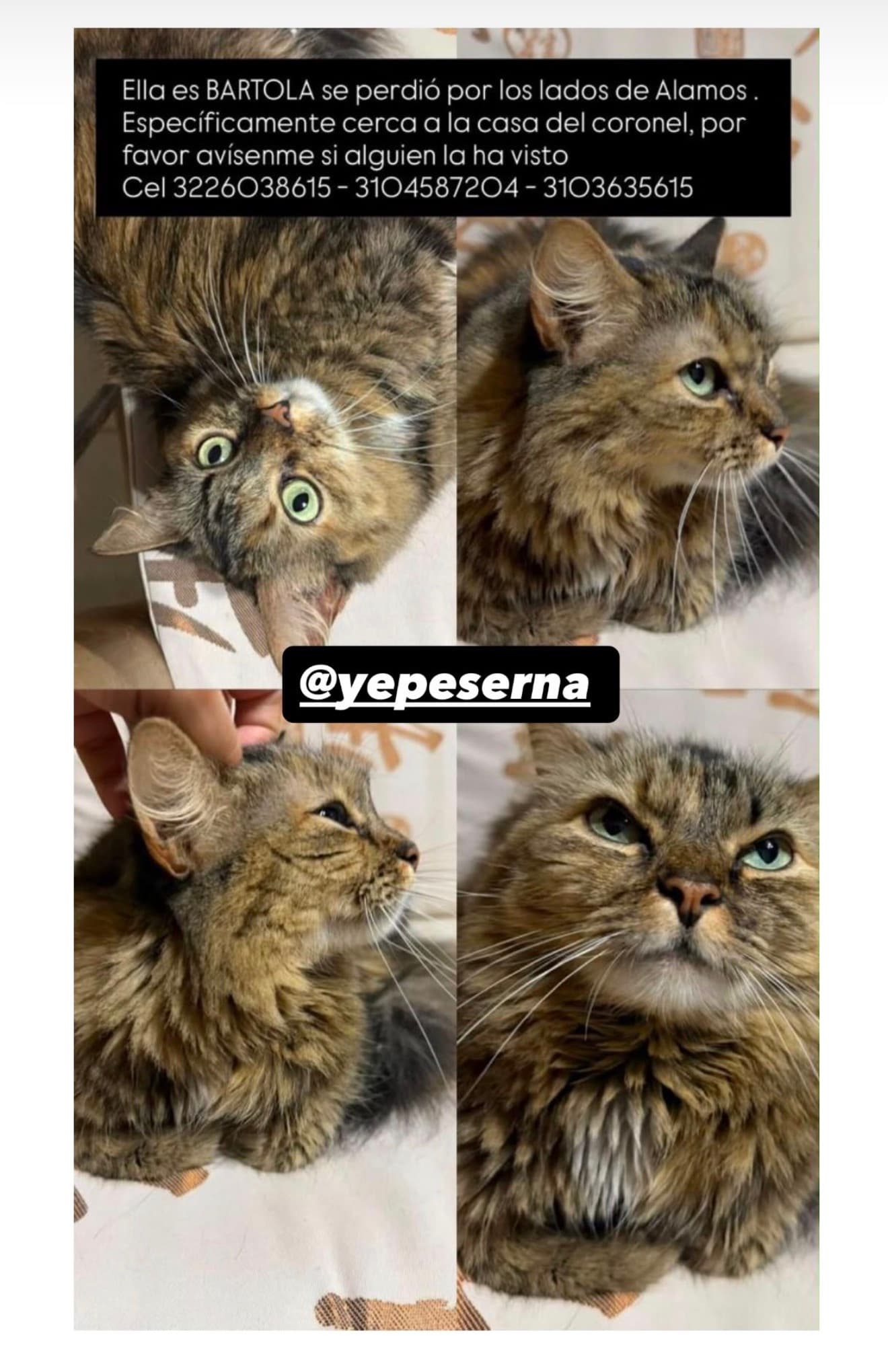 gato perdido en Pereira