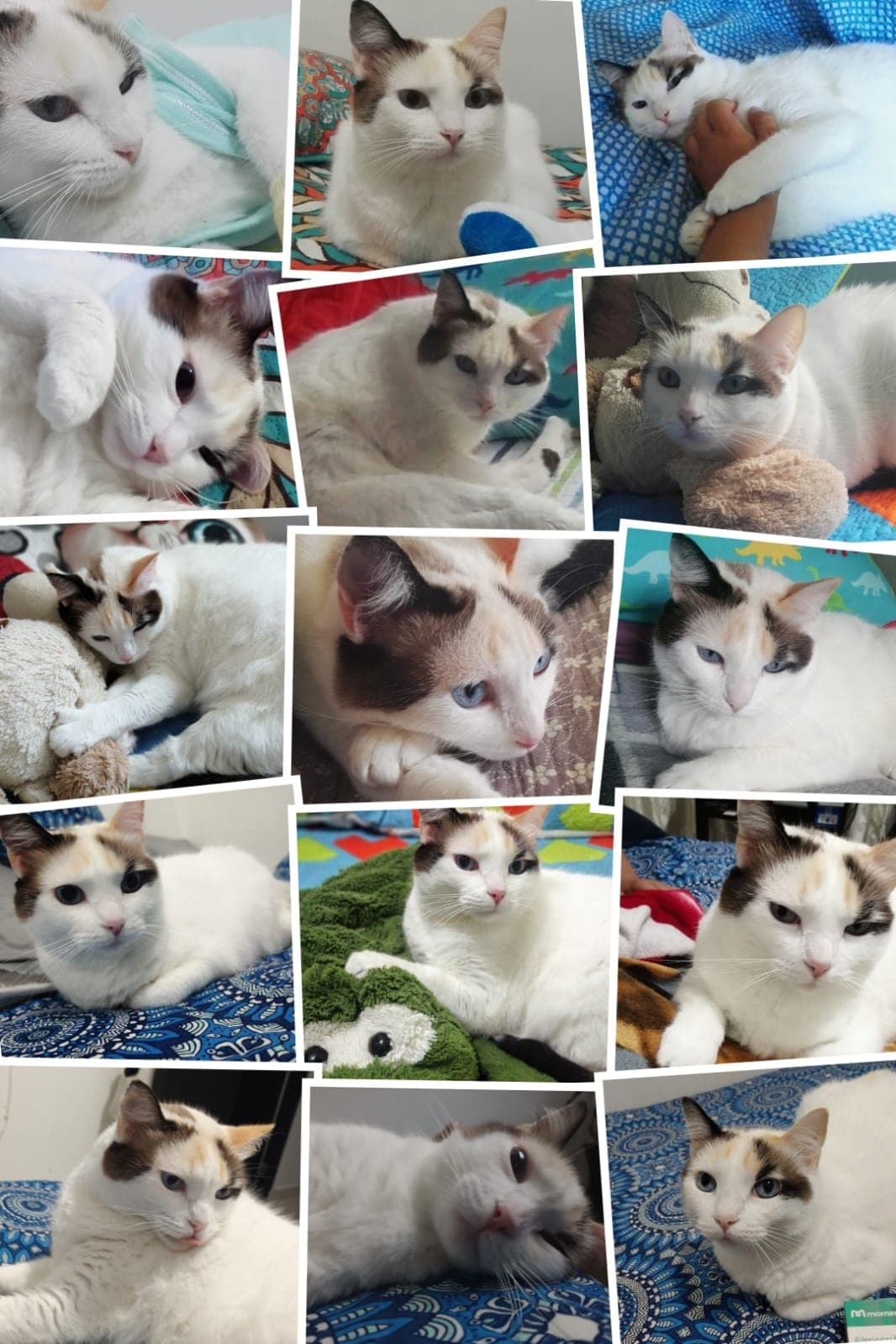gato perdido en Pereira