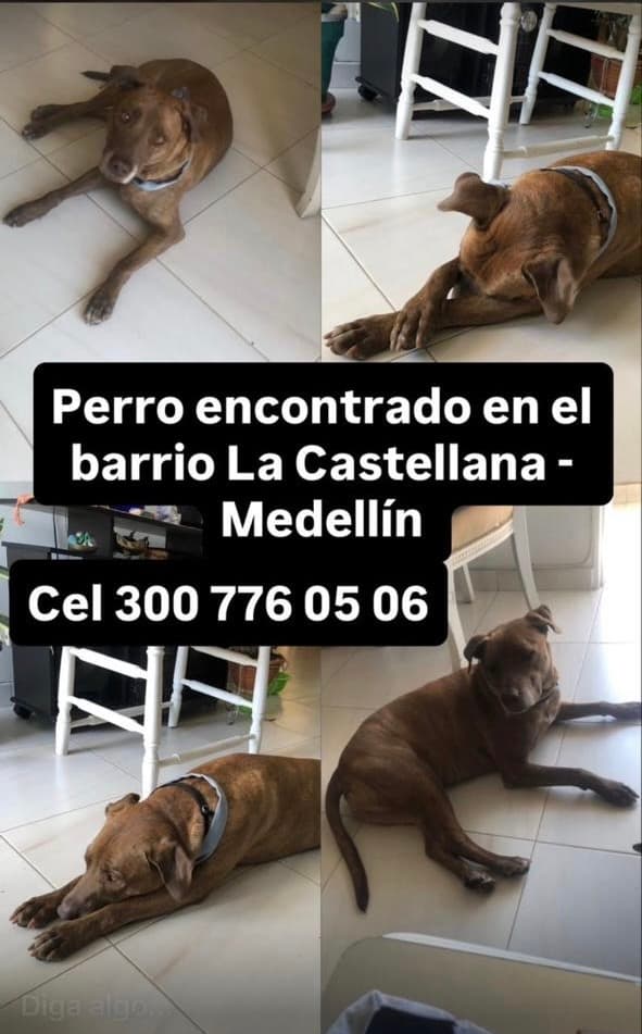 perro encontrado en Medellín