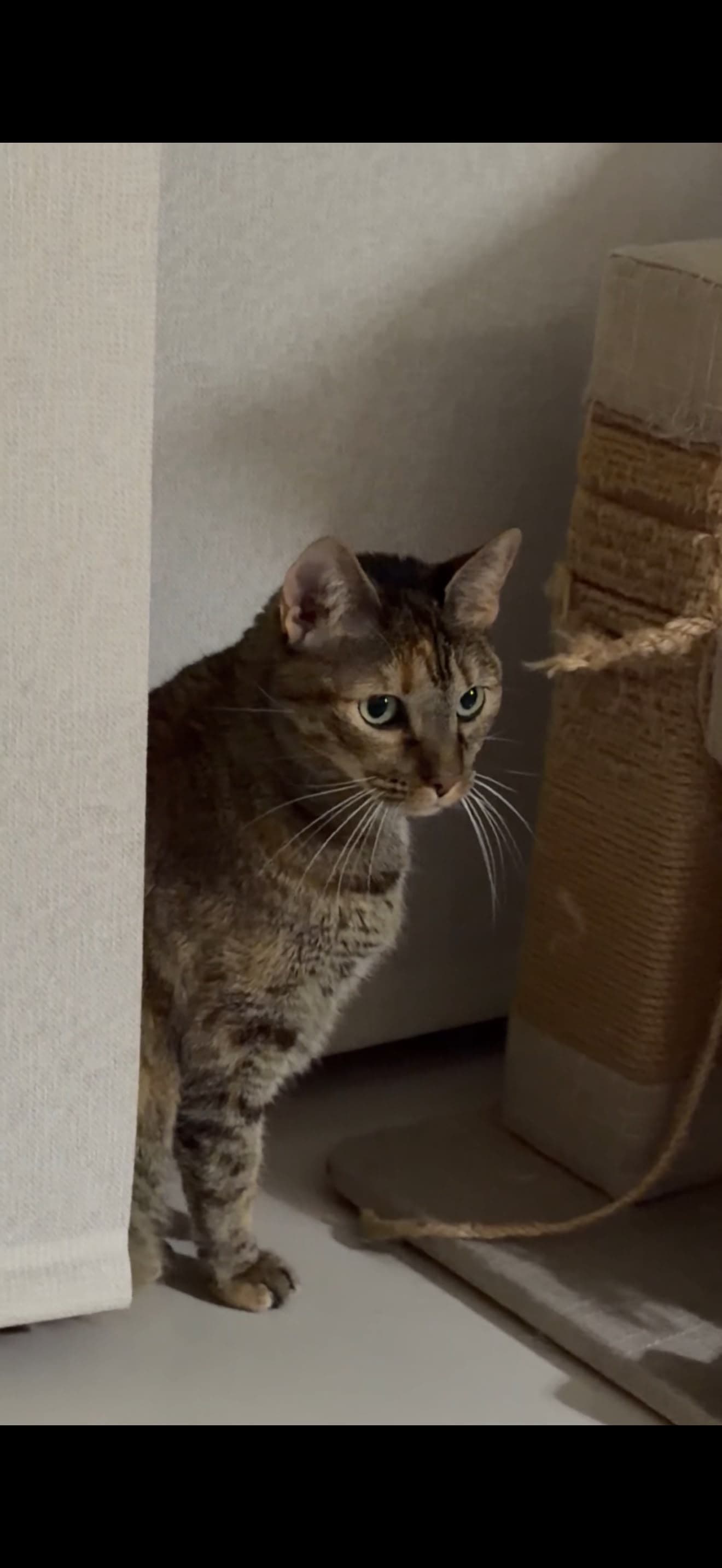 gato perdido en Cali