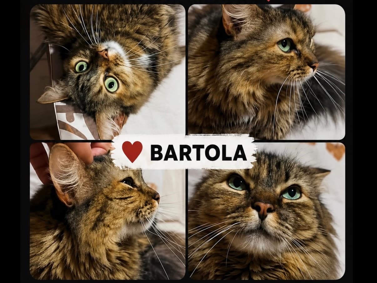 gato perdido en Pereira