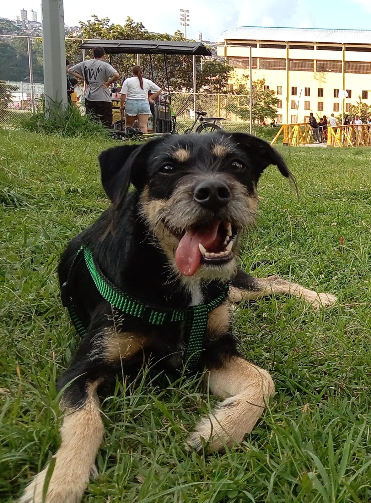 perro perdido en Manizales