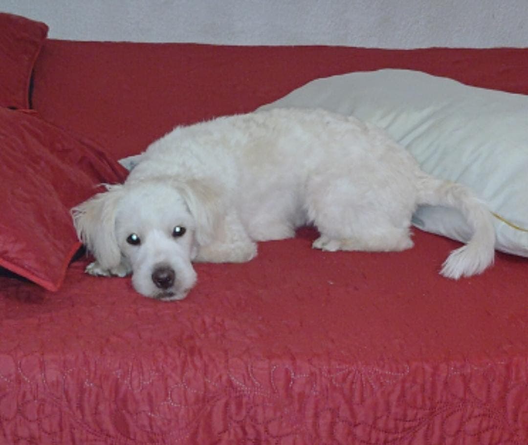perro perdido en Cali