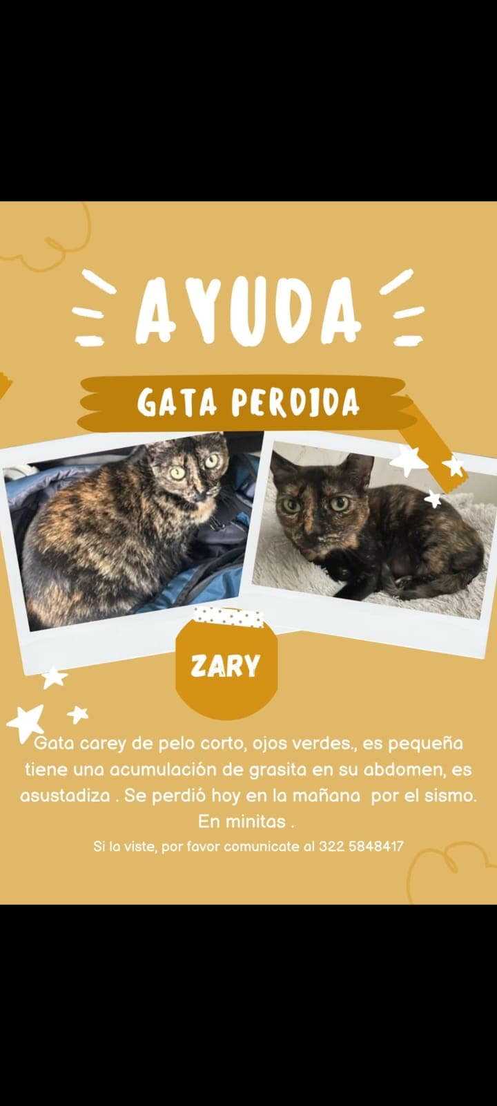 gato perdido en Manizales