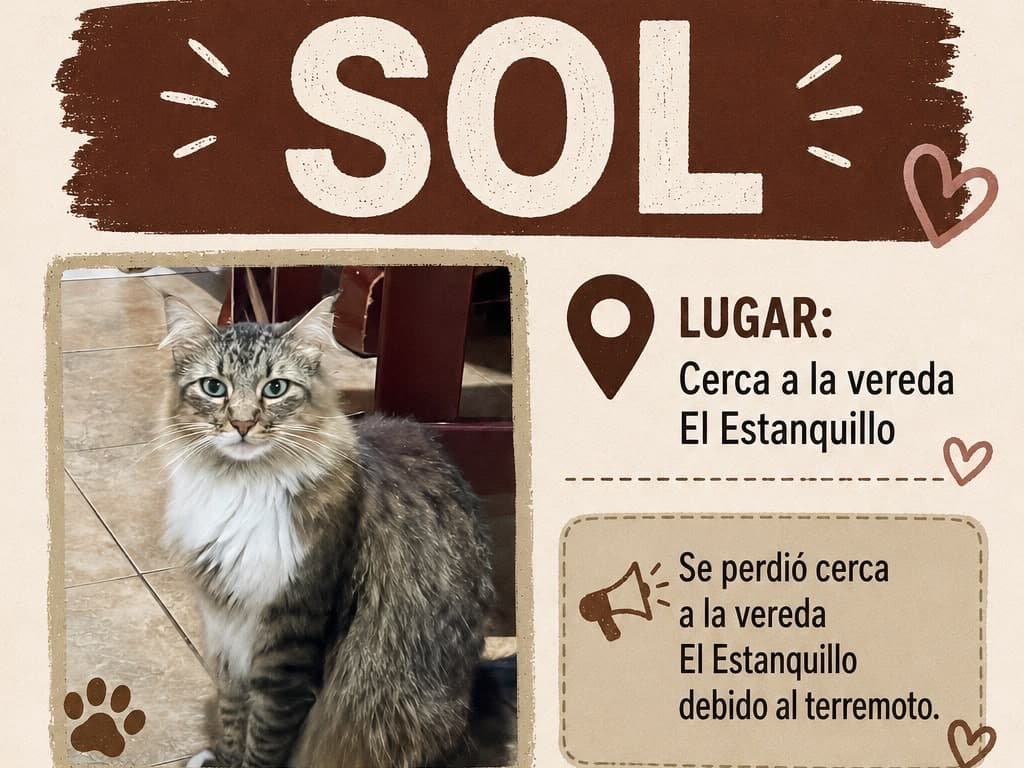 gato perdido en Pereira