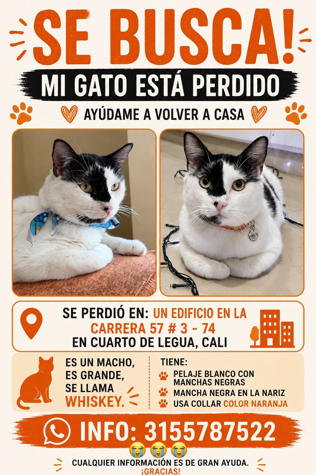gato perdido en Cali