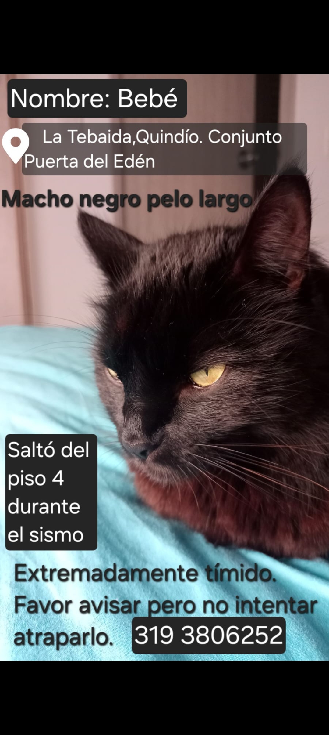 gato perdido en Armenia
