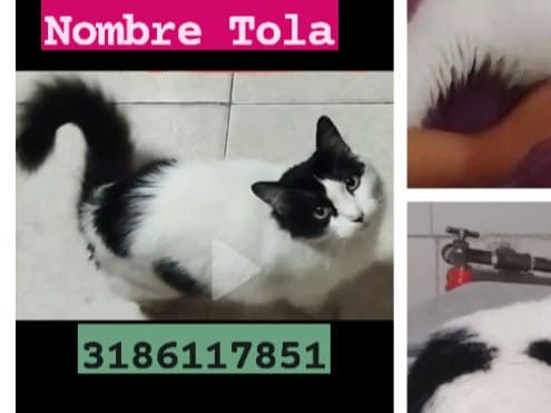 gato perdido en Cali