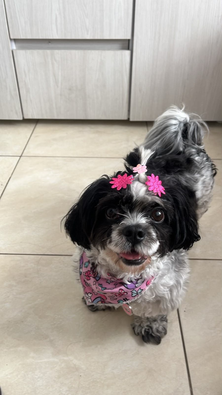 perro perdido en Manizales
