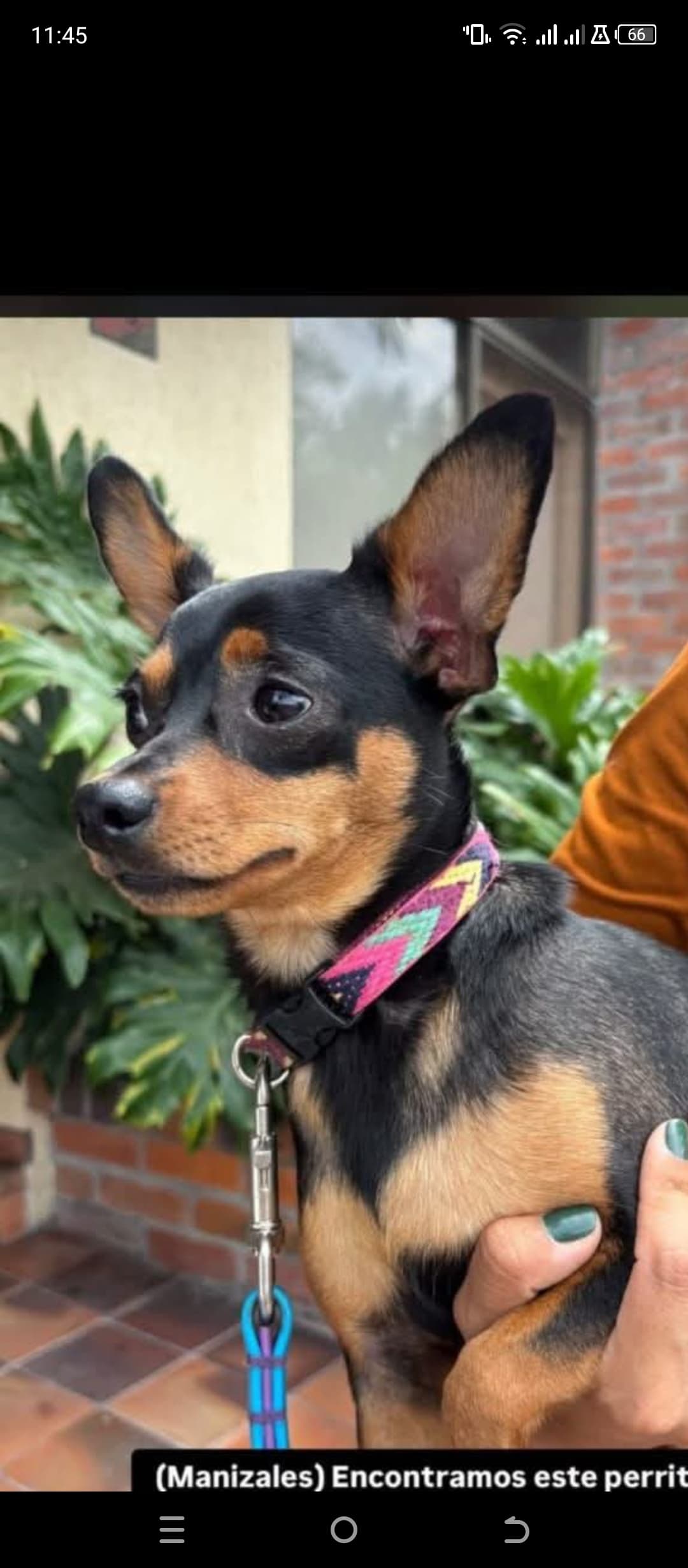 perro encontrado en Manizales